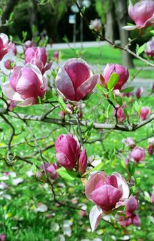 Japanese magnolia in Spring