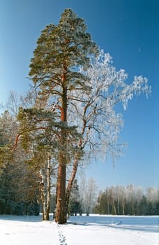 A big pine-tree and a frosten birch are on the foreground of the winter park