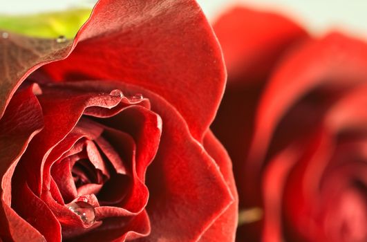 abstract close up of red rose with droplets. Shallow DOF