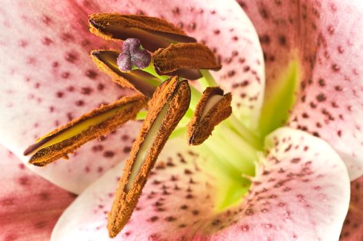 extrime abstract close up of lily. Shallow DOF