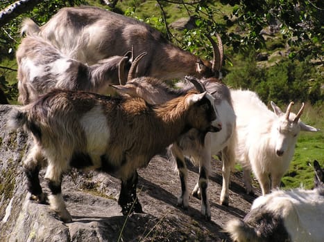 Flock of Goats        