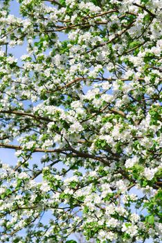 Abundant white blossom of an apple tree in the spring orchard