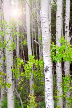Natural background of aspen tree trunks in the spring with sunlight