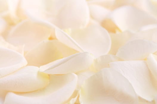 Abstract background of a fresh beige rose petals