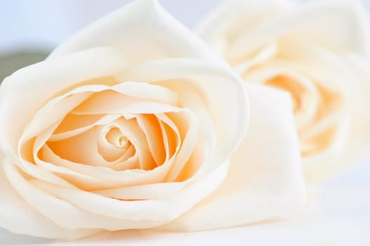 Delicate high key beige roses macro floral background