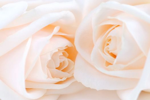 Two delicate high key beige roses macro floral background
