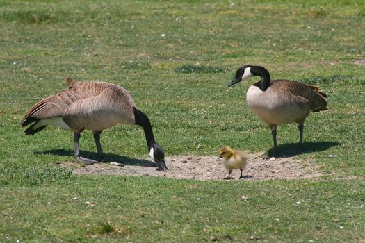 Canadian Goose in Shoreline Park