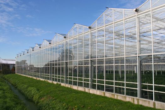 Agricultural glasshouse in the Westland in Holland