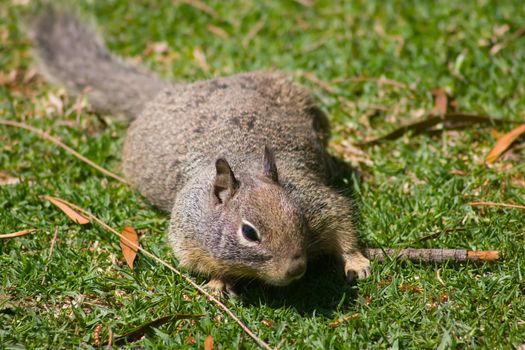 Grey Squirrel in Shoreline Park