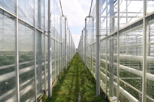 Agricultural greenhouses in Holland