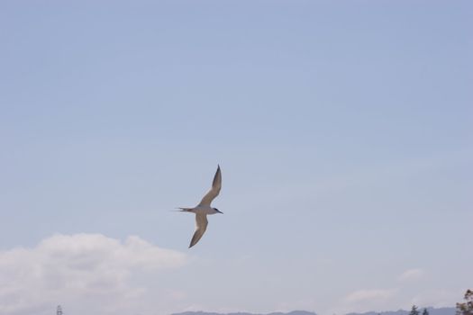Little tern in Shoreline Park
