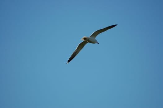 Soaring bird with wings open across a deep blue sky