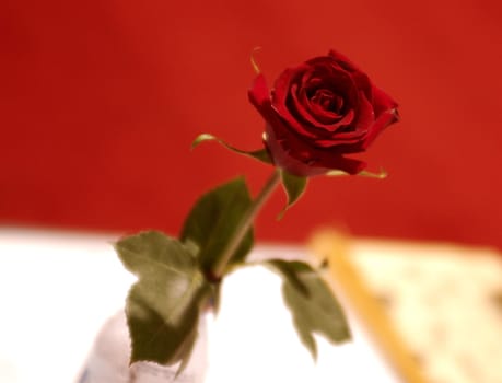 Beautiful red rose in a plastic water in a bottle on a table, against a red carpet