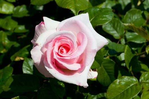 A rose is a flowering shrub of the genus Rosa, and the flower of this shrub.There are more than a hundred species of wild roses, all from the northern hemisphere and mostly from temperate regions.