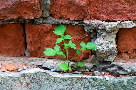 little sprout, germinating on a brick wall. close-up