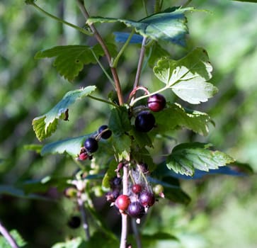 bunch of black currant with berry. close-up.