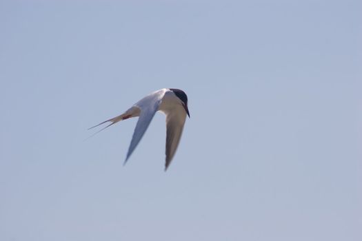 Little tern in Shoreline Park