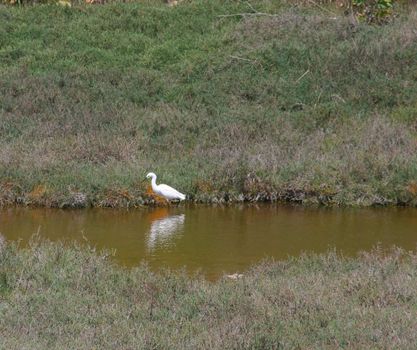 Small heron in Shoreline Park