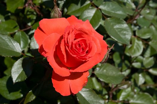 A rose is a flowering shrub of the genus Rosa, and the flower of this shrub.There are more than a hundred species of wild roses, all from the northern hemisphere and mostly from temperate regions.