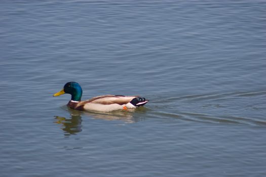 Mallard in Shoreline Park