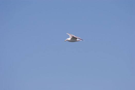 Flying seagull in Shoreline Park
