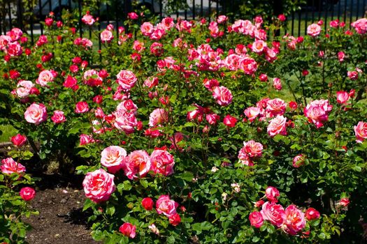 A rose is a flowering shrub of the genus Rosa, and the flower of this shrub.There are more than a hundred species of wild roses, all from the northern hemisphere and mostly from temperate regions.