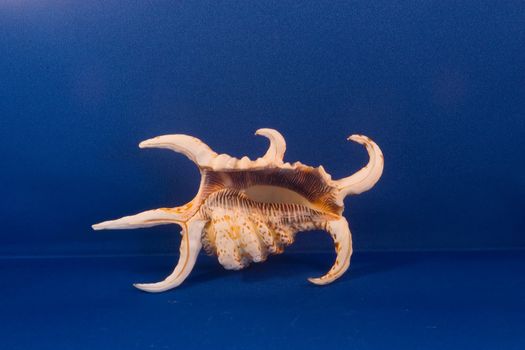 A seashell is the common name for a hard, protective outer layer created by a marine organism or sea creature. In addition to seashells, there are also several different types of non-marine animal shell in the natural world.