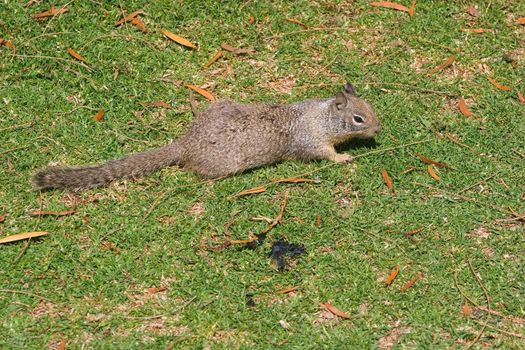 Grey Squirrel in Shoreline Park