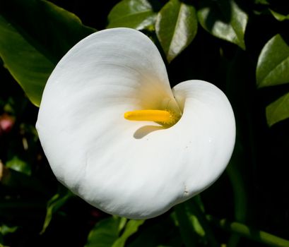 Zantedeschia is a genus of twenty-eight species of herbaceous flowering plants in the family Araceae, native to southern Africa from South Africa north to Malawi.