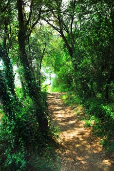 Hiking trail in a sunlit forest in southern France