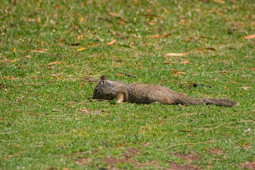 Grey Squirrel in Shoreline Park