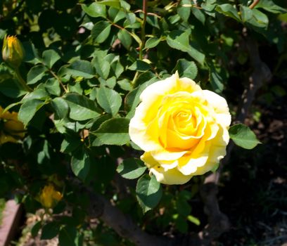 A rose is a flowering shrub of the genus Rosa, and the flower of this shrub.There are more than a hundred species of wild roses, all from the northern hemisphere and mostly from temperate regions.