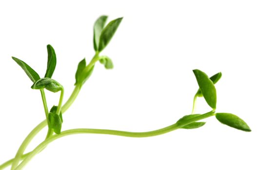 Green young pea sprouts isolated on white background