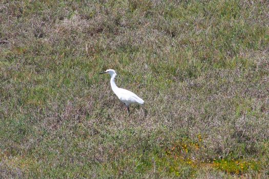 Small heron in Shoreline Park