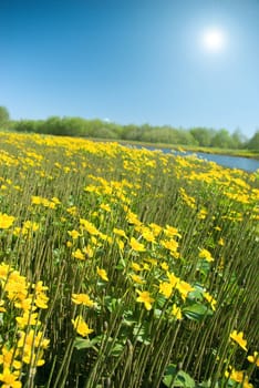 Meadow with yellow  field colour on background blue sky