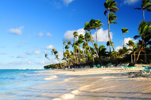 Tropical sandy beach with palm trees in Dominican republic