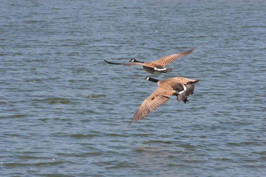 Canadian Goose in Shoreline Park