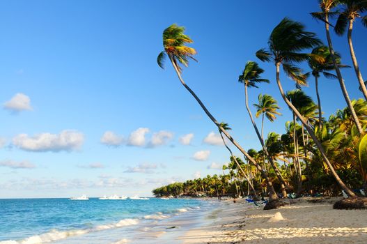 Tropical sandy beach with palm trees in Dominican republic