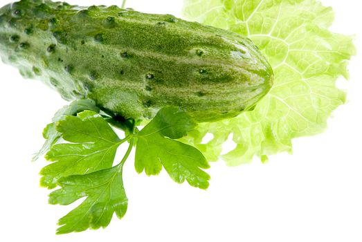 Spring vegetables. a cucumber, salad. Useful vitamins