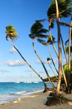 Tropical sandy beach with palm trees in Dominican republic