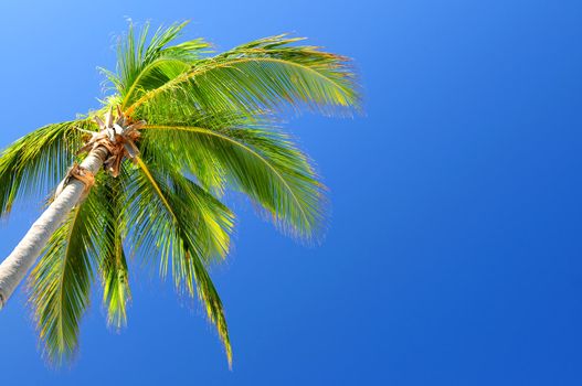 Background of bright blue sky with palm tree top