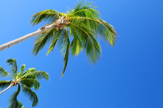 Background of bright blue sky with palm tree tops