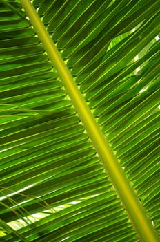 Closeup of a green palm tree leaf