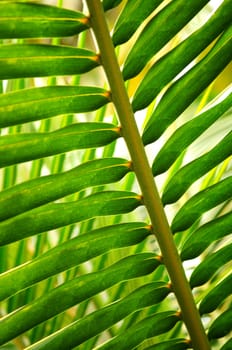 Closeup of green leaf of tropical plant