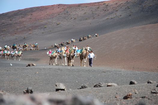 TIMANFAYA NATIONAL PARK, LANZAROTE, SPAIN - JUNE 10: Tourists riding on camels being guided by local people through the famous Timanfaya National Park in June 10, 2009