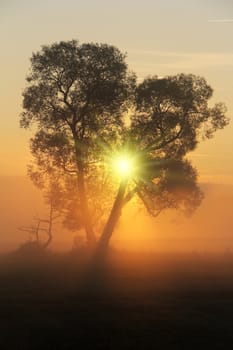 tree in the late summer with field