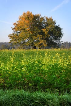 tree in the late summer with field