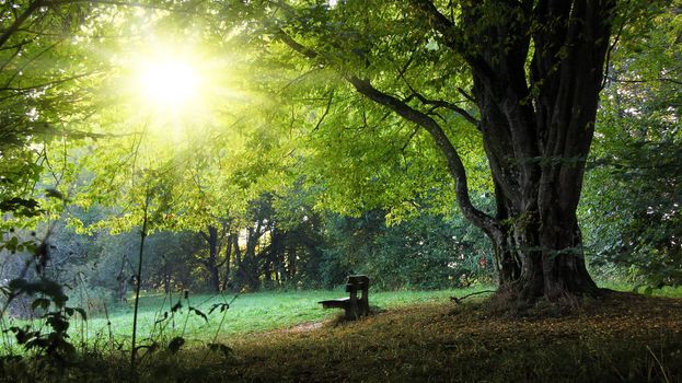 lonely bench in the harvest with tree and foliage