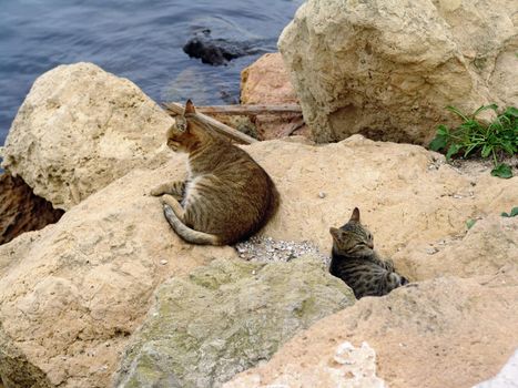 Cats resting on rocks at tunisian coast.