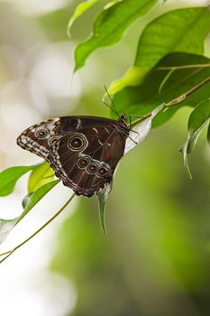 Blue morpho tropical butterfly resting with wings closed. Open wings are beautiful blue coloured